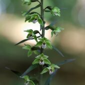 Kruszczyk siny, Epipactis purpurata