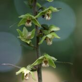 Kruszczyk siny, Epipactis purpurata