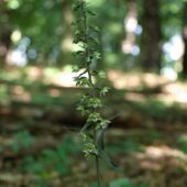 Kruszczyk siny, Epipactis purpurata