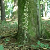 Kruszczyk siny, Epipactis purpurata