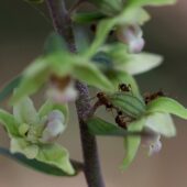 Kruszczyk siny, Epipactis purpurata