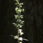 Kruszczyk siny, Epipactis purpurata