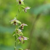 Kruszczyk szerokolistny, Epipactis helleborine