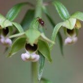 Kruszczyk szerokolistny, Epipactis helleborine