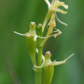 Lipiennik Loesela , LIparis loeselii