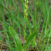 Lipiennik Loesela , LIparis loeselii