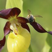 Obuwik pospolity, Cypripedium calceolus