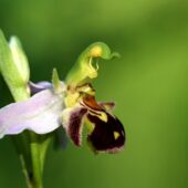 Dwulistnik pszczeli, Ophrys apifera