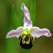 Dwulistnik pszczeli, Ophrys apifera