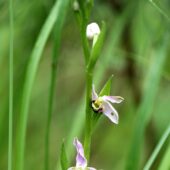 Dwulistnik pszczeli, Ophrys apifera