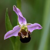 Dwulistnik pszczeli, Ophrys apifera