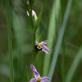 Dwulistnik pszczeli, Ophrys apifera