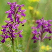 Storczyk samiczy, Orchis morio