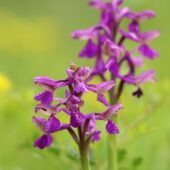 Storczyk samiczy, Orchis morio