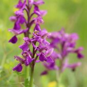 Storczyk samiczy, Orchis morio