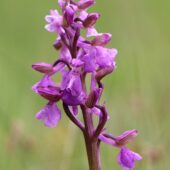 Storczyk samiczy, Orchis morio