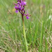 Storczyk samiczy, Orchis morio