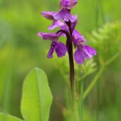Storczyk samiczy, Orchis morio