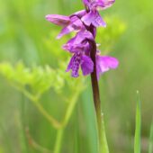 Storczyk samiczy, Orchis morio