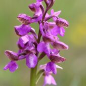 Storczyk samiczy, Orchis morio