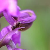 Storczyk samiczy, Orchis morio