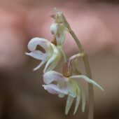 Storzan bezlistny, Epipogium aphyllum