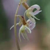 Storzan bezlistny, Epipogium aphyllum