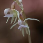 Storzan bezlistny, Epipogium aphyllum