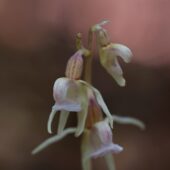 Storzan bezlistny, Epipogium aphyllum