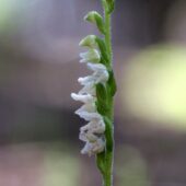 Tajęża jednostronna, Goodyera repens