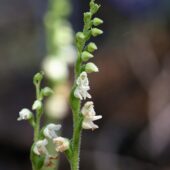 Tajęża jednostronna, Goodyera repens