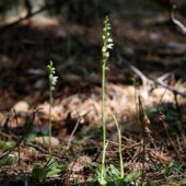 Tajęża jednostronna, Goodyera repens