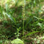 Wyblin jednolistny, Malaxis monophyllos