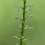 Wyblin jednolistny, Malaxis monophyllos