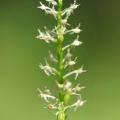 Wyblin jednolistny, Malaxis monophyllos