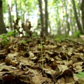 Żłobik koralowaty, Corallorhiza trifida