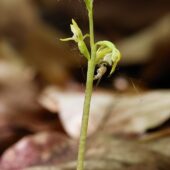 Żłobik koralowaty, Corallorhiza trifida