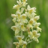 Storczyk blady, Orchis pallens