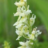 Storczyk blady, Orchis pallens