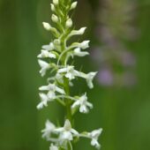 Gółka długoostrogowa, Gymnadenia conopsea