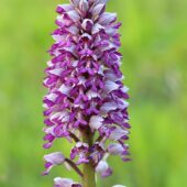 Storczyk kukawka, Orchis militaris