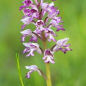 Storczyk kukawka, Orchis militaris