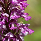 Storczyk kukawka, Orchis militaris