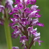 Storczyk kukawka, Orchis militaris