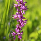 Storczyk męski, Orchis mascula