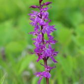 Storczyk męski, Orchis mascula