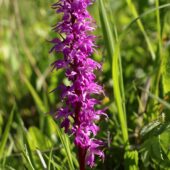 Storczyk męski, Orchis mascula