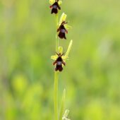 Dwulistnik muszy, Ophrys insectifera