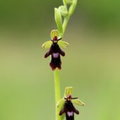 Dwulistnik muszy, Ophrys insectifera