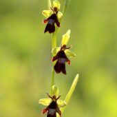 Dwulistnik muszy, Ophrys insectifera